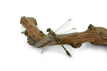 Dragonfly Onychogomphus lefebvrii (male) on a white background