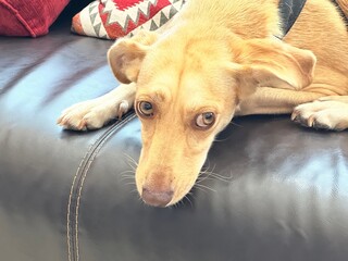 Sad dog lying down on the sofa.