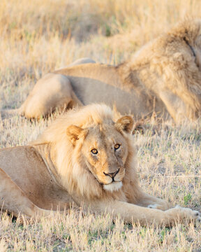 lion and lioness