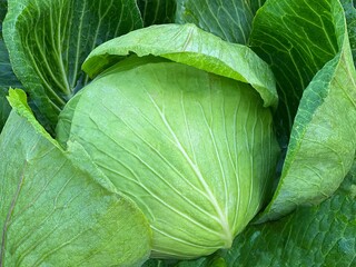 head of cabbage on a bed