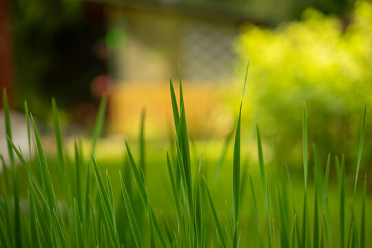 Green grass in a blurred background.Natural green background for text.Summer picture.