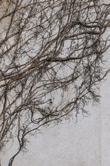 bright wall covered with branches without leaves 