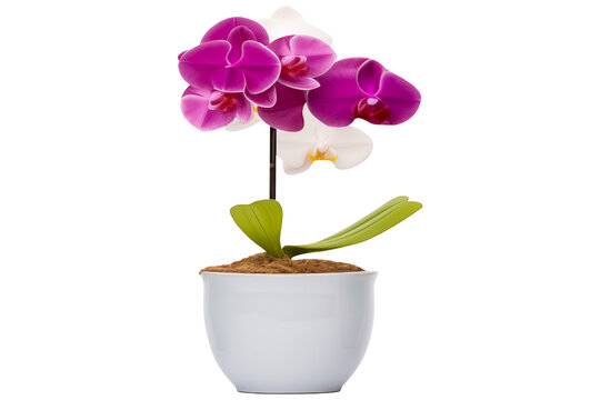 Realistic flowering growing orchids in various pots PNG isolated on a white and transparent background - orchid houseplants potting care tropical gardening concept