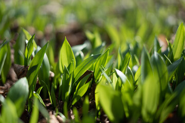 Bear garlic with fresh green leaves in a european forest