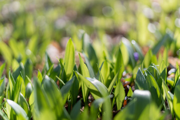  Closeup of wild bear garlic in spring