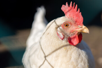 White chicken hen portrait with fence of shadow on white feathers
