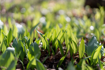 Green leaves of bear garlic in european forest