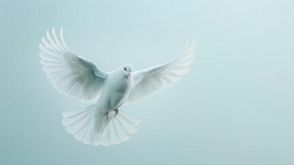 A white dove flying on a white background