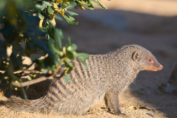 Alert striped mongoose in its natural environment, surrounded by vegetation in the sun.