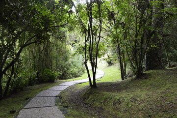 Caminho demarcado pela mata