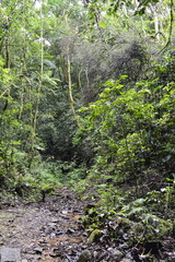 Fototapeta premium Trilha na mata