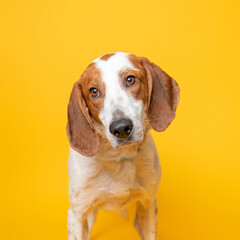 Portrait of mixed breed shelter dog on a bright yellow backdrop. Second chance photo, colorful dog...