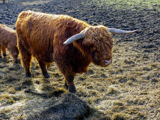Fototapeta premium Graceful Wanderer: Majestic Brown Highland Cow, Calf, Grazing in the Early Spring Field. Sunset winter wildlife image. Cattle walking and grazing