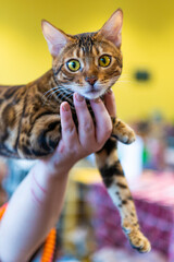 Kot Bęgalski o centkowanym umaszczeniu pozujący do zdjęcia na wystawie kotów rasowych.
