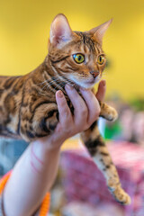 Kot Bęgalski o centkowanym umaszczeniu pozujący do zdjęcia na wystawie kotów rasowych.