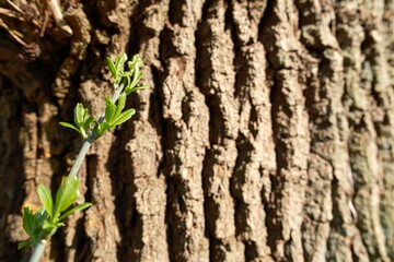 Baumstamm mit unscharfem Hintergrund im Wald