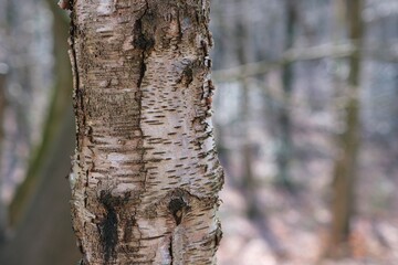 Naklejka premium Baumstamm mit unscharfem Hintergrund im Wald
