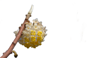 Oriental Paper Bush ,Paperbush Paperbush Plant. Edgeworthia papyrifera.  Chinese Paper Bush. 