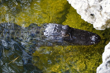 Alligator Kopf im Wasser, Everglades, Florida, Close Up