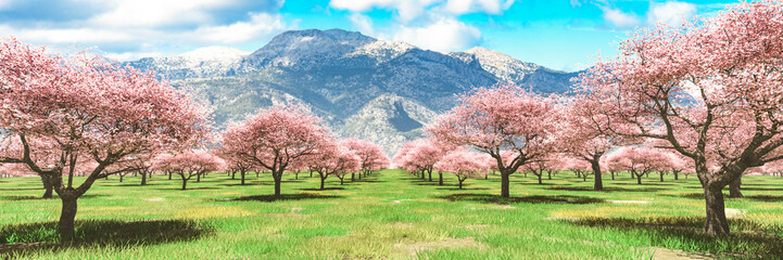 Breathtaking Cherry Blossoms with Majestic Mountain Backdrop