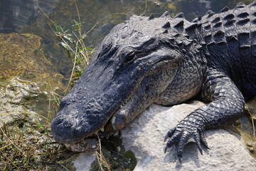 Alligator liegt am Ufer, Everglades, Florida 