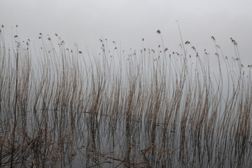 reeds in the wind - obrazy, fototapety, plakaty