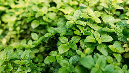 Mint plant grow at vegetable garden. Fresh green leaves of mint, lemon balm. Mint leaf texture.