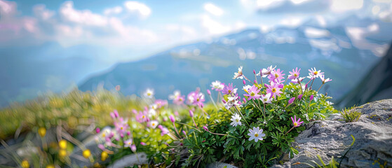 Alpine wildflowers bloom against a backdrop of mountains and sky, evoking a sense of peace and the grandeur of nature