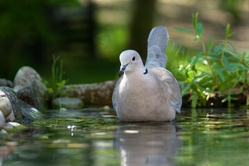 Collared-Dove , Streptopelia decaocto in the water of a bird watering hole. Czechia. 