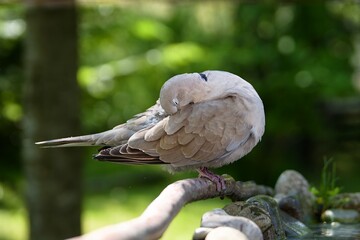 Collared-Dove , Streptopelia decaocto cleans its feathers. Czechia.