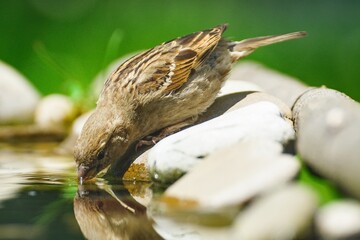 House sparrow, female drinking water. Reflection on the water. Czechia.