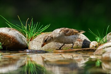 House Sparrow, female on a stone looking into the water. Czechia. 
