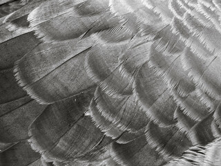 Nahaufnahme Federn eines Kanada Gans in schwarz - weiß