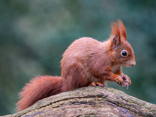 Seitenansicht eines roten europäischen Eichhörnchens,Sciurus