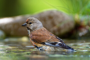 Linnet, Carduelis cannabina, male in the water of the bird watering hole. Czechia. 