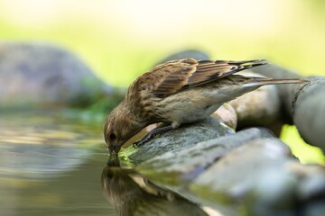 Linnet, Carduelis cannabina, female drinking water. Reflection on the water. Czechia.