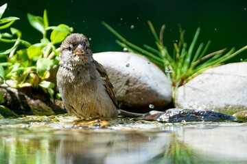 The sparrow is bathing, splashing with water. Czechia.