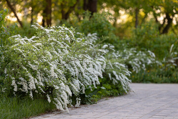 Gray spiraea in the park on a warm spring evening. Deciduous ornamental shrub of the Pink family - 755174206