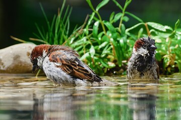 Two house sparrows, males bathing. Czechia.