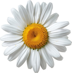 Day’s Eye: The Classic Daisy Flower