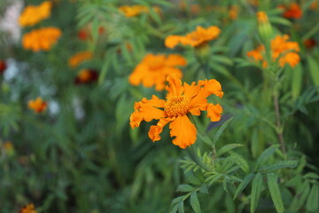 Wild marigold flower flower on green background. Summer Fragrant Flowers