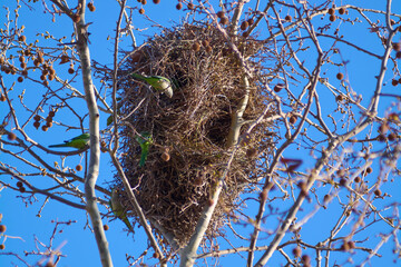 Large, brown parrot nests, highlighted against a clear blue sky and bare branches, evoking a...