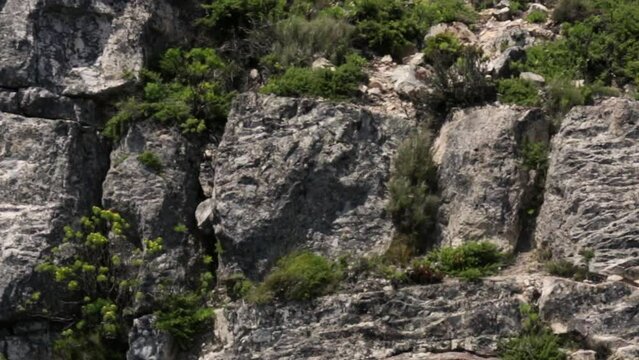 Table Mountain close up seen from cable car - Rocks, Plants with fast movement