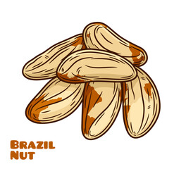 Vector brazil nut colorful illustration, brazil nut kernels