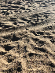 tracks in sand
