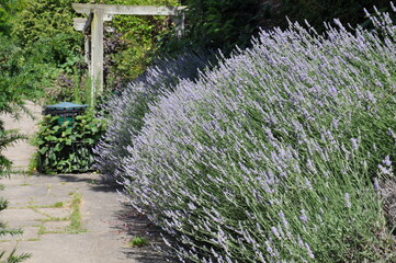 Lavender bushes in park