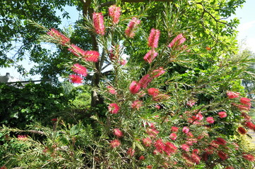 Red flower tree in park