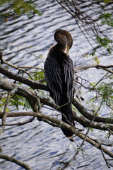 Anhinga, Reiher, wilder Wasservogel, Everglades, Florida