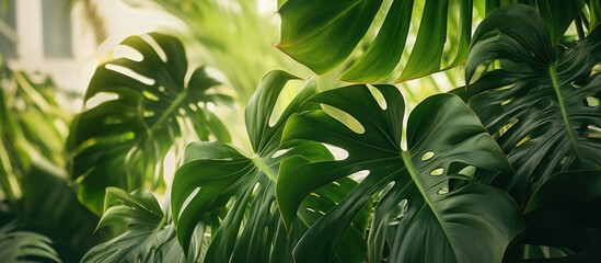 This room is filled with an abundance of green plants, including monstera and palm trees. The space is lush and vibrant, creating a refreshing and oxygen-rich environment.