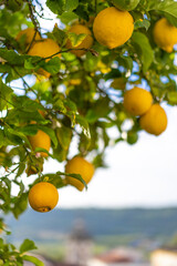 Lemon tree in the sun in the city of Obidos in Portugal